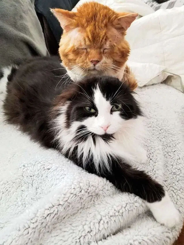 Viral, Kisah Pilu Kucing Liar Meminta Tolong ke Manusia karena Kesakitan