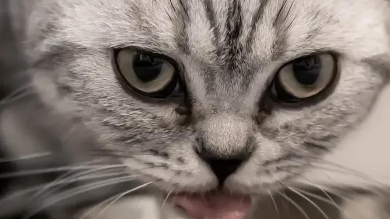 Tak hanya itu Nabila Febrianti adalah salah satu wanita penyayang hewan kucing.