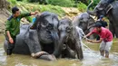 Gajah-gajah Sumatera dimandikan oleh pawang mereka di sungai di Koridor Satwa Trumon, Kawasan Ekosistem Leuser, Aceh Selatan pada 15 April 2019. Gajah merupakan hewan mamalia darat terbesar yang masih hidup sampai saat ini. (CHAIDEER MAHYUDDIN / AFP)