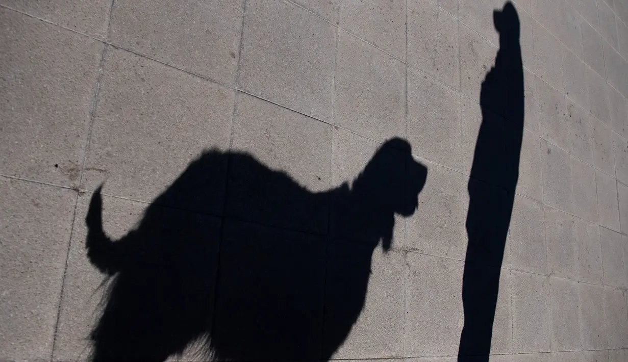 Anggota kepolisian Chile bermain dengan seekor anjing Golden Retriever bernama Clifford sebelum sesi latihan selama presentasi kepada pers di Santiago, Selasa (14/7/2020). Anjing itu dilatih untuk mendeteksi mereka yang mengidap covid-19 dengan mencium bau keringatnya. (Martin BERNETTI/AFP)