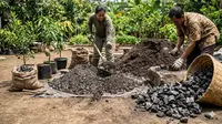 7 Langkah Membuat Media Tanam dari Arang Tempurung Kelapa untuk Tanaman Buah Agar Subur