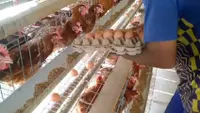 Peternak Menjerit Gara-gara Harga Telur Anjlok Parah