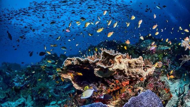 Cara Kearifan Lokal Menjaga dan Mengolah Seafood Indonesia Timur