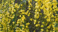 5 Tanaman Rambat dengan Bunga Warna Kuning untuk Mempercantik Taman Rumah