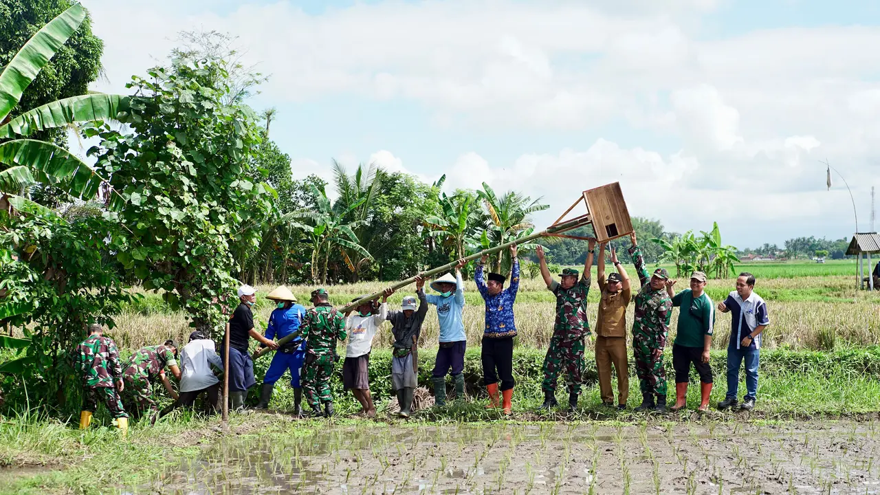 Petani di Banyuwangi Sebar Ratusan Burung Hantu di pematang sawah (Istimewa)