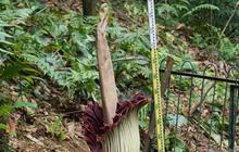 Bunga Bangkai Raksasa Amorphophallus Titanum Mekar Sempurna di Kebun Raya Bogor