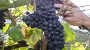 Anggur Tempranillo dipanen di kebun anggur curam di sepanjang Sungai Neckar di Mundelsheim, Jerman barat daya (2/10/2021). (AFP/Thomas Kenzle)