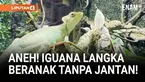 Seekor iguana casque-headed betina di Telford Exotic Zoo, Inggris, mengejutkan para penjaga setelah menetaskan delapan anak tanpa pernah bertemu pejantan.