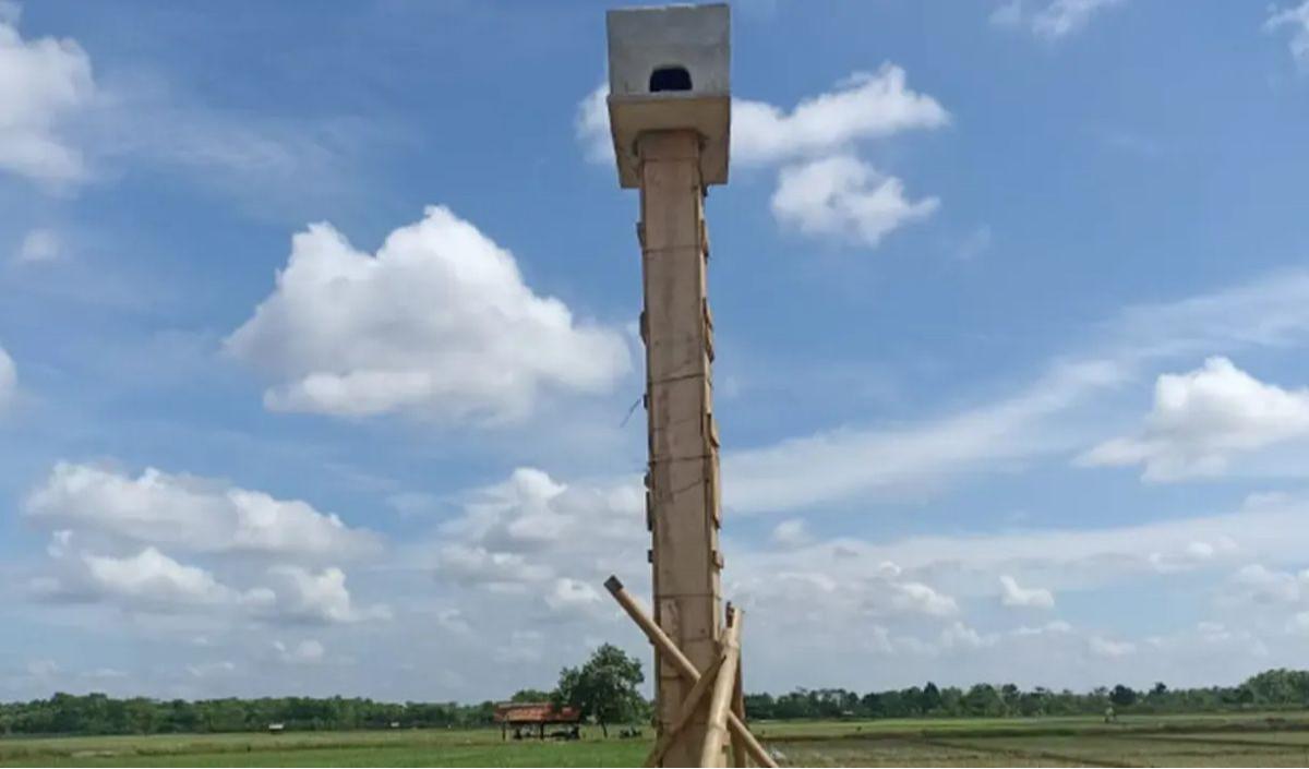 Cara Unik Pemkab Purwakarta Atasi Hama Tikus, Sebar Pasukan Burung Hantu di Area Sawah