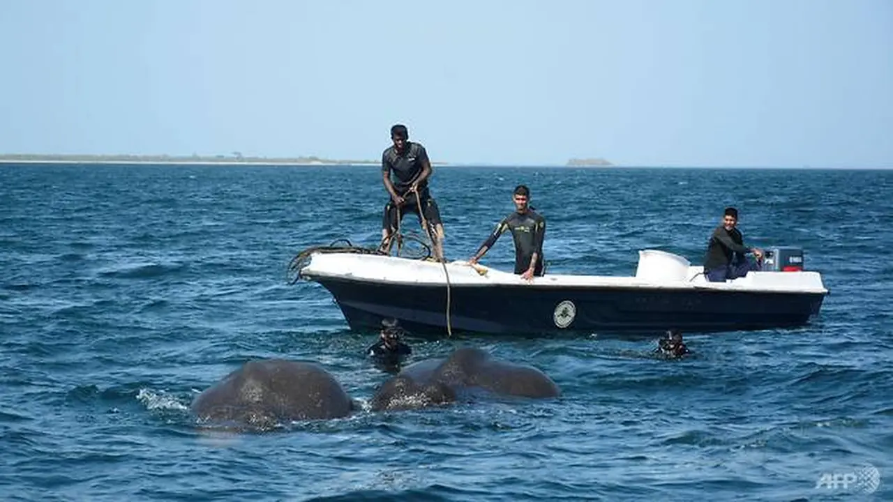 Gajah yang berenang sejauh 1 kilometer dari pesisir pantai di Sri Lanka. (AFP/Sri Lanka Navy)