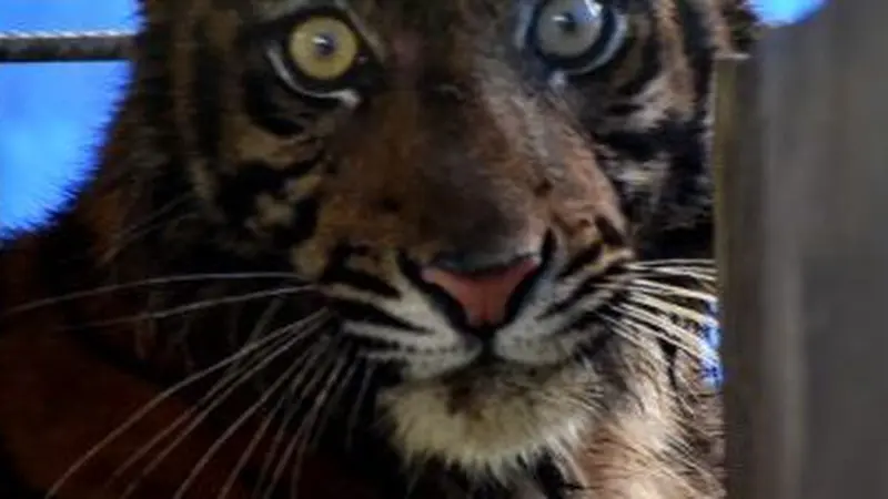 Harimau Sumatra, Ciuniang Nurantih yang tertangkap di Padang Pariaman, Sumatera Barat. (Dok PRSHD Yayasan ARSARI)