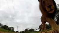 singa makan kamera