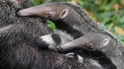 Sepasang bayi tenggiling kembar menempel di punggung induknya di Taman Safari Chimelong di Guangzhou, Provinsi Guangdong, China pada 10 Juni 2020. Bayi tenggiling kembar jantan dan betina, yang lahir pada 3 Maret tahun ini, diperkenalkan ke publik . (Xinhua/Liu Dawei)