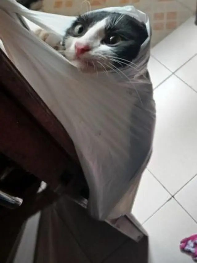 10 Potret Lucu Kucing di Dalam Tas Kresek, Ekspresinya Bikin Kasihan