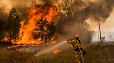 Seorang petugas pemadam kebakaran sedang memadamkan lahan yang terbakar di kawasan Rocky Fire, San Francisco, California, Kamis (30/7/2015). Kebakaran terletak 180 km, sebelah utara dari San Francisco. (REUTERS/Max Whittaker)