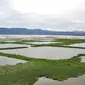 Danau Limboto, Gorontalo yang kini tertutup oleh tanaman air Eceng Gondok. Foto:Sarjan Mongabay (Arfandi/Liputan6.com)