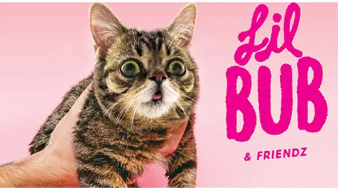 courtesy lilbub.com