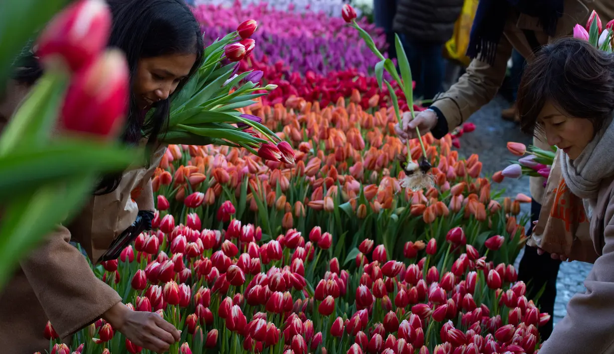 Orang-orang memetik tulip gratis pada Hari Bunga Tulip Nasional di Dam Square yang berada di seberang Royal Palace, Amsterdam, 18 Januari 2020. Hari Bunga Tulip Nasional ini menandai pembukaan musim bunga tulip untuk industri bunga Belanda.  (AP Photo/Peter Dejong)