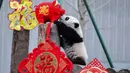 Seekor panda bermain dengan boneka babi di kandangnya menjelang  Tahun Baru Imlek di provinsi Sichuan, China, 31 Januari 2019. Sebelas anak panda yang lahir tahun 2018 diperlihatkan kepada publik untuk menyambut Imlek pada 5 Februari. (STR/AFP)