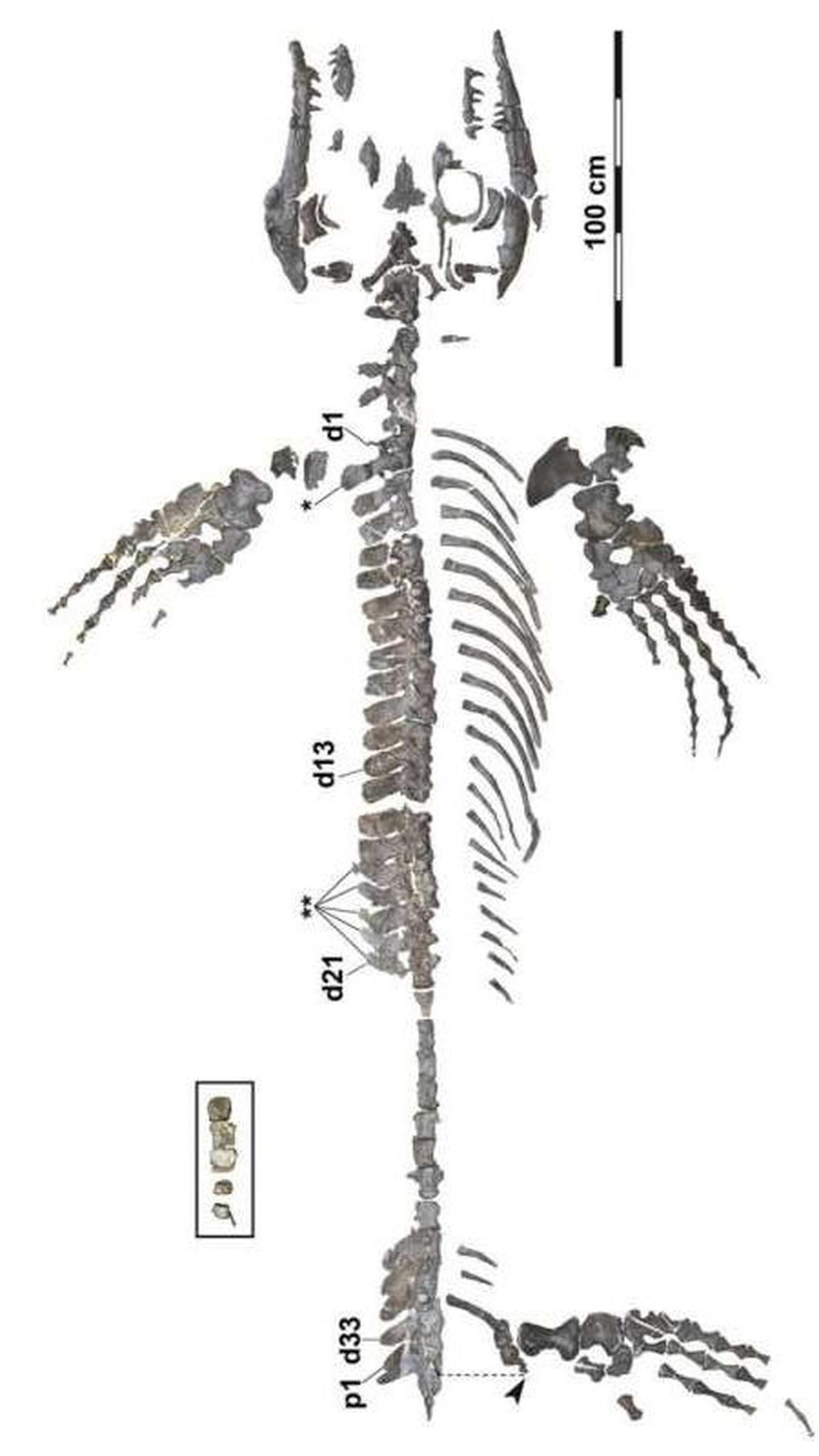 Konishi menyatakan ini adalah kerangka mosasaurus paling lengkap yang pernah ditemukan di Jepang atau di kawasan Pasifik barat laut.<br>"Dalam hal ini, itu hampir seluruh spesimennya, yang menakjubkan," kata Konishi.<br><br>Foto:&nbsp;Takuya Konishi