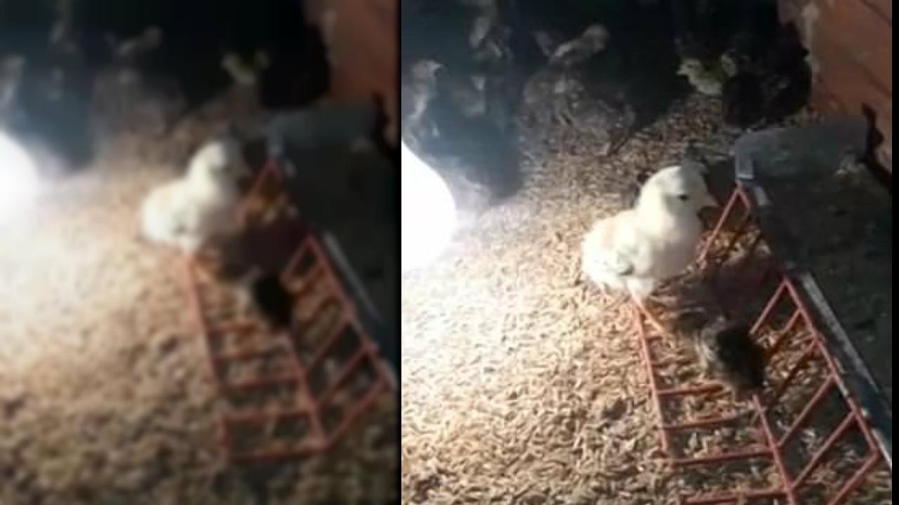 Ayam unik berkaki 4, franken-chicken. (Ruptly)