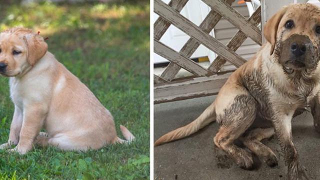 7 Potret Kocak Anjing Habis Bermain Lumpur, Gemes Banget