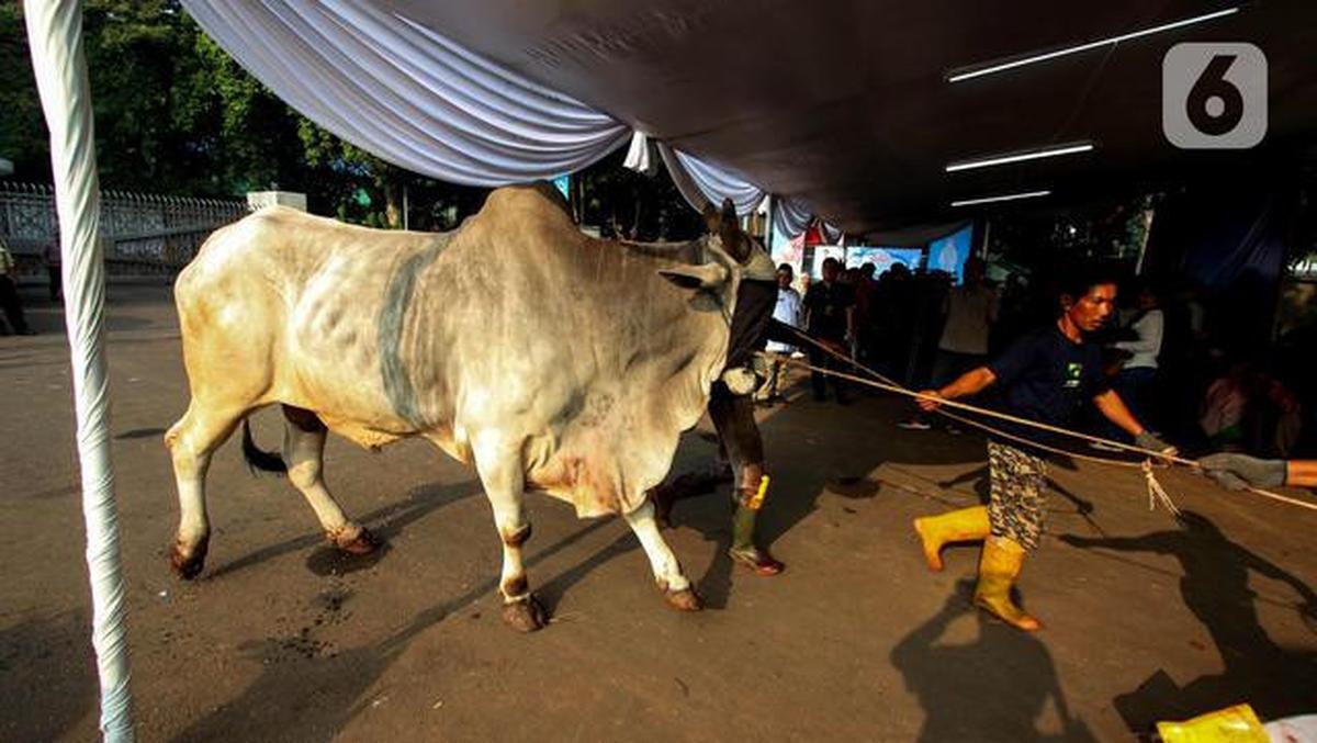 Cara Memilih Sapi Kurban yang Sehat dan Sesuai Syariat
