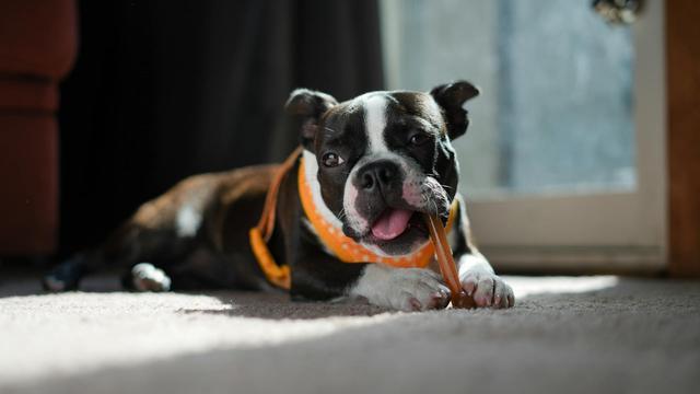 Boston Terrier
