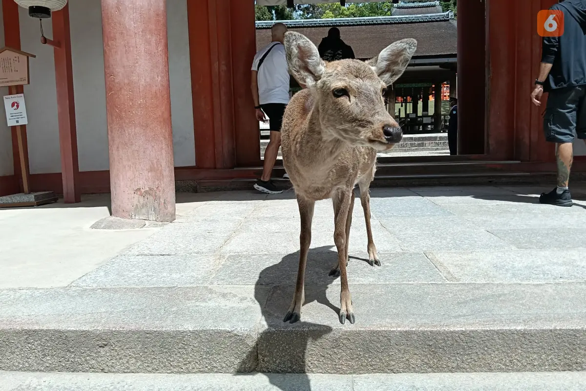 Laporan Liputan6.com dari Nara Jepang: Bercengkerama dengan Rusa-rusa Ikon Kota