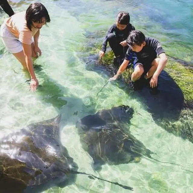 Interactive Aquarium, Irukandji Shark & Ray Encounters