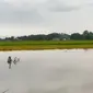 Ribuan hektare lahan pertanian di sejumlah kabupaten di Jawa Tengah terancam gagal panen akibat banjir. (Liputan6.com/ Dok SCTV)