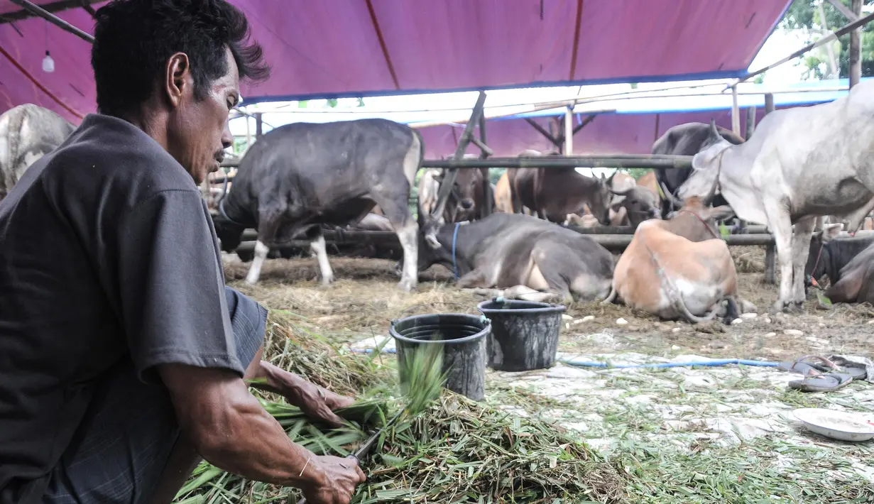 Pekerja saat menyiapkan rumput untuk pakan hewan kurban yang sedang menjalani proses karantina di kawasan Pondok Kopi, Duren Sawit, Jakarta Timur, Rabu (15/6/2022). Pedagang harus menunggu surat kesehatan hewan dari Dinas Ketahanan Pangan, Kelautan, dan Pertanian. (merdeka.com/Iqbal S. Nugroho)