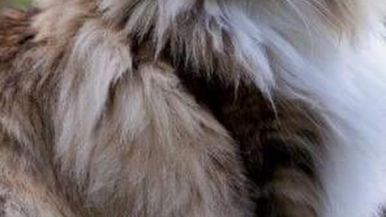 Norwegian Forest Cat
