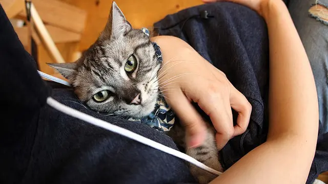 Jaket Hoodie Khusus untuk Pecinta Kucing