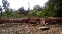 Peternakan babi di area sekitar Waduk Duriangkang, Batam, Kepri, segera ditertibkan. (Liputan6.com/Ajang Nurdin)