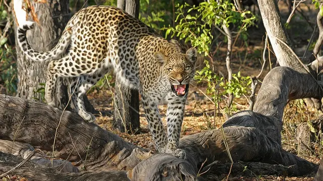 Selamatkan Anaknya, Wanita Ini Duel Lawan Macan Tutul dengan Tangan Kosong