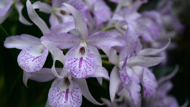 Ilustrasi bunga anggrek