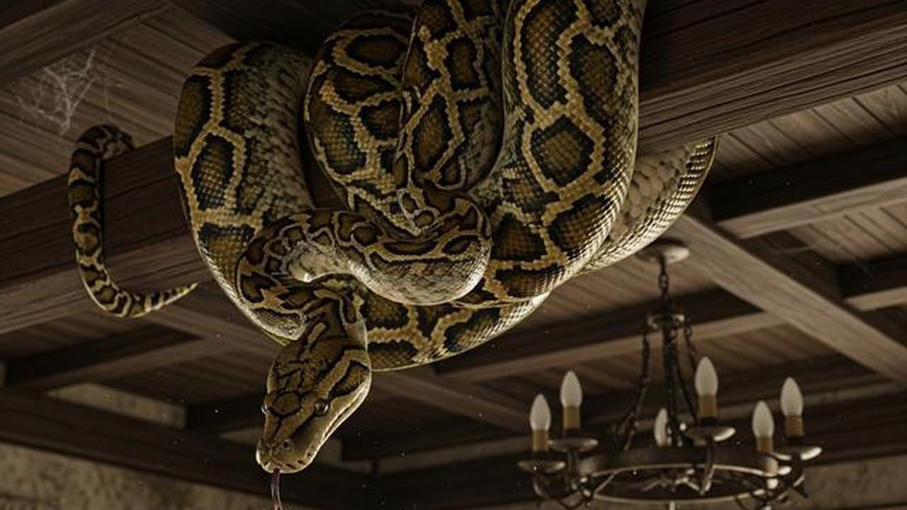 Apa yang Harus Dilakukan Jika Ada Ular Piton di Plafon Rumah? Ini Langkah Aman dan Tepat