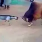 kambing vs sapi