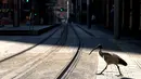 Sebuah ibis melintasi jalan yang sepi di Sydney (21/8/2021). Kota itu memperpanjang penguncian selama dua bulan dan memberlakukan jam malam sebagian untuk menahan wabah virus corona yang menyebar cepat. (AFP/David Gray)