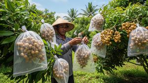 Cara Membungkus Buah Kelengkeng agar Tidak Dimakan Kelelawar dengan Teknik Berongsong