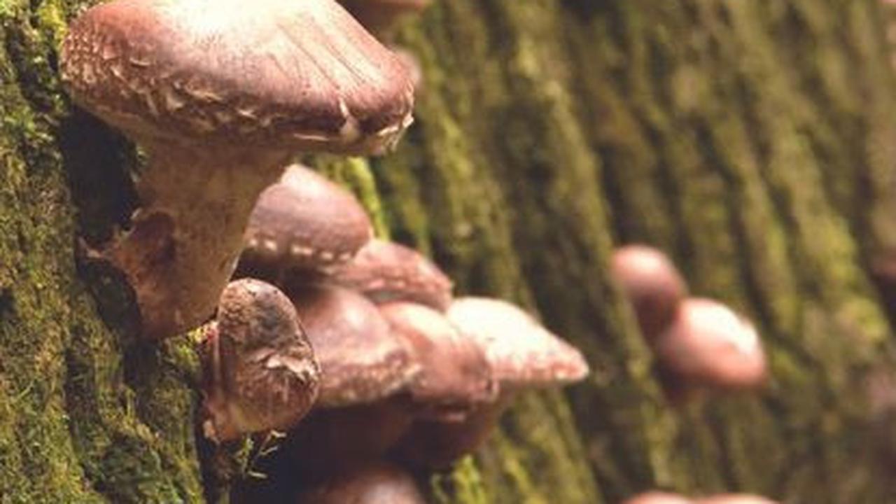 Budidaya Jamur Matsutake