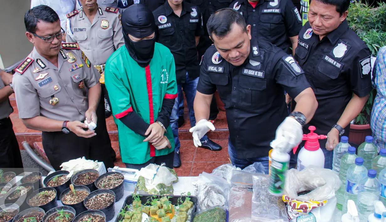 Polres Jakarta Barat menangkap seorang sarjana desainer yang berinisal DI (37) yang kedapatan menanam puluhan pot ganja di Apartemen di kawasan Pluit, Jakarta Utara, Rabu (27/4). (Liputan6.com/Yoppy Renato)