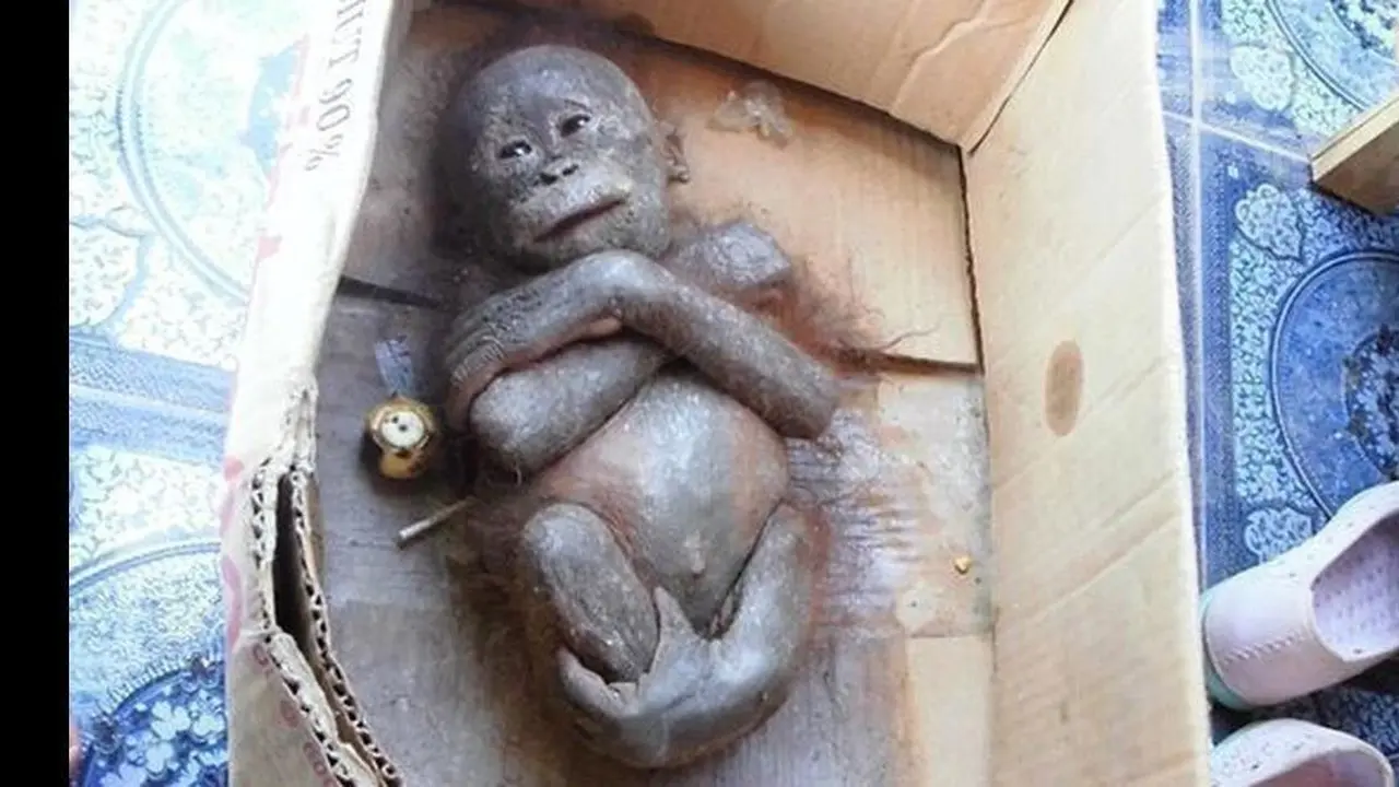 [Bintang] Masih Ingat Gito, Bayi Orangutan yang Dibuang di Dalam Kardus? Ternyata Begini Keadaannya Sekarang