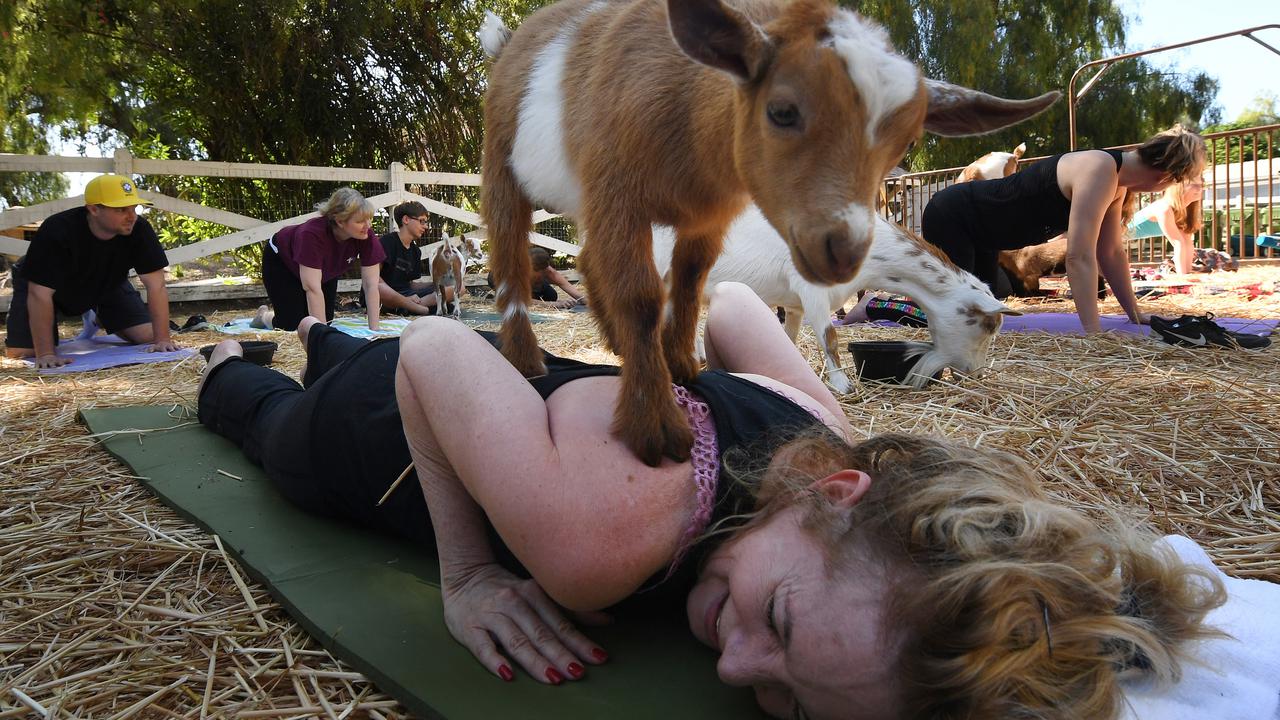 Melihat Keunikan Yoga Kambing yang Jadi Tren di Amerika Serikat