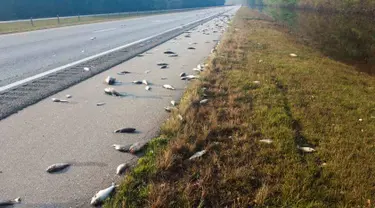 Ikan-ikan mati berserakan setelah banjir surut di jalan raya Interstate 40, North Carolina pada 22 September 2018. Banjir yang disebabkan oleh Badai Florence membuat ikan-ikan keluar dari habitatnya dan mendamparkan mereka di jalan raya. (AP Photo)