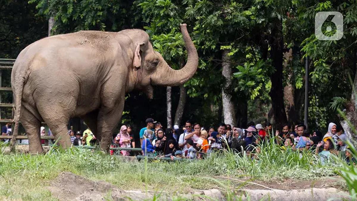 Pengunjung melihat gajah saat berwisata di Taman Margasatwa Ragunan, Jakarta, Senin (25/12/2023). Taman Margasatwa Ragunan menjadi tempat wisata alternatif bagi masyarakat Jakarta-Bogor-Depok-Tangerang-Bekasi (Jabodetabek) saat libur Hari Raya Natal 2023 