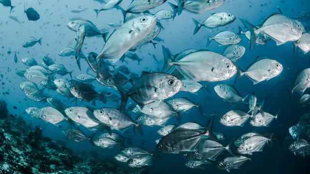 15 Tafsir Mimpi Ikan Lele yang Sering Disepelekan - Lifestyle Fimela.com