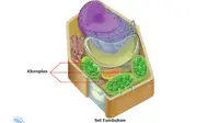 Ilustrasi Sel Tumbuhan (kloroplas) (sumber belajar kemdikbud)