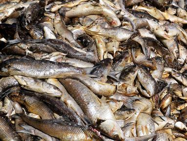 Cara Menyelamatkan Ikan Koki Yang Sekarat